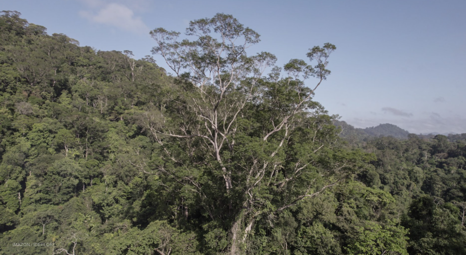 Angelim-vermelho de 88,5 metros de altura na Flota do Paru, no Pará, é a maior árvore da Amazônia e a 4ª maior do mundo (Foto: Havita Rigamonti/Imazon/Ideflor)