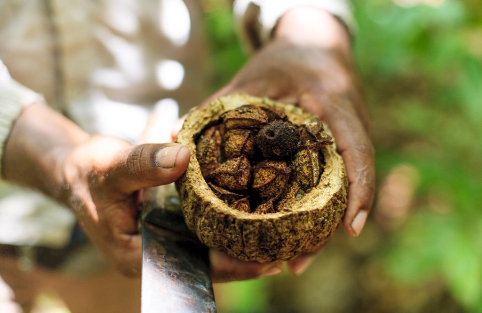 Castanha-do-Pará foi o primeiro produto compatível com a floresta a ter uma Mesa Executiva de Exportação, política pública sugerida pelo Amazônia 2030 (Foto: Arquivo Imazon)