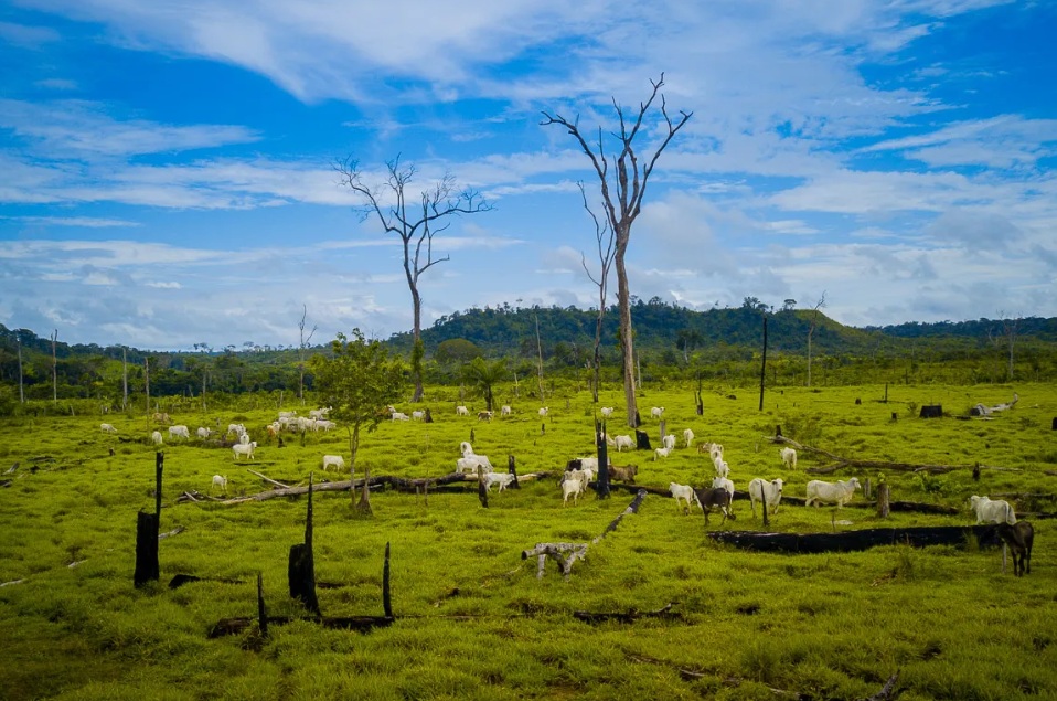 Criação de gado no Pará retratada em reportagem de ((o))eco, publicada em 2019 (Foto: Marcio Isensee e Sá/((o))eco)