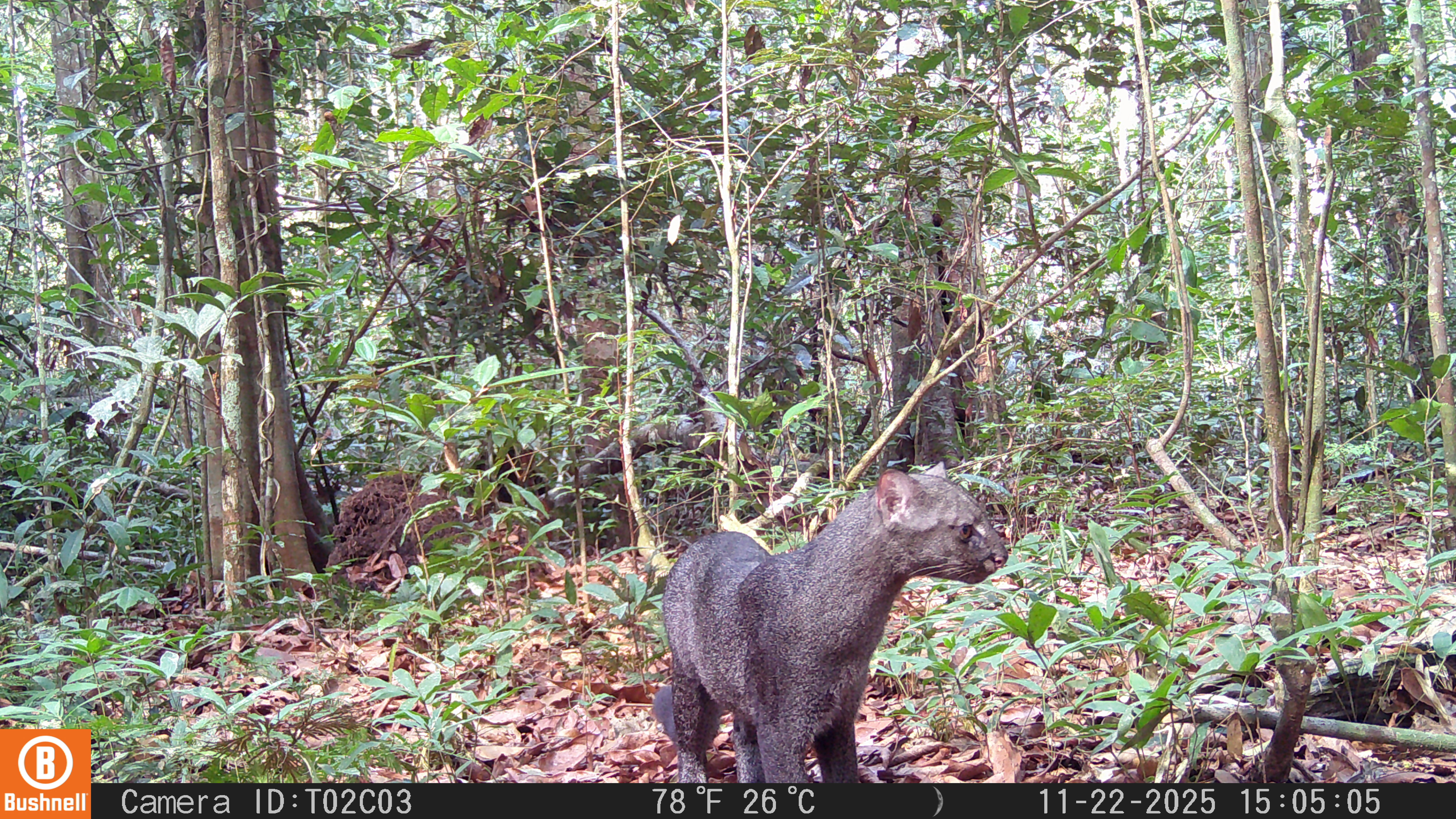 Gato-mourisco registardo pela câmera do Programa Grande Tumucumaque na Esec Grão-Pará.