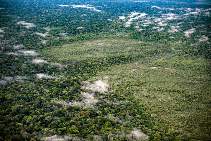 Imagem: Greenpeace