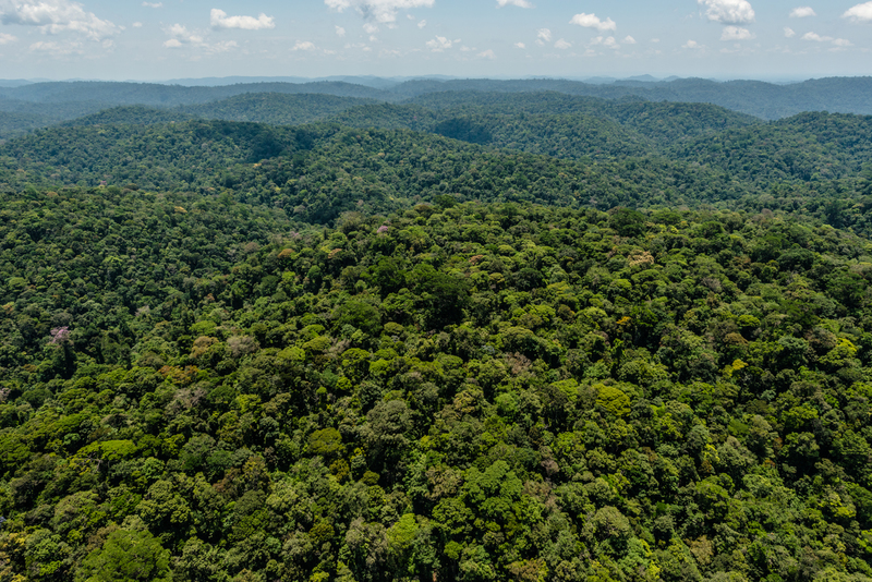 Imagem: Fábio Nascimento / Greenpeace
