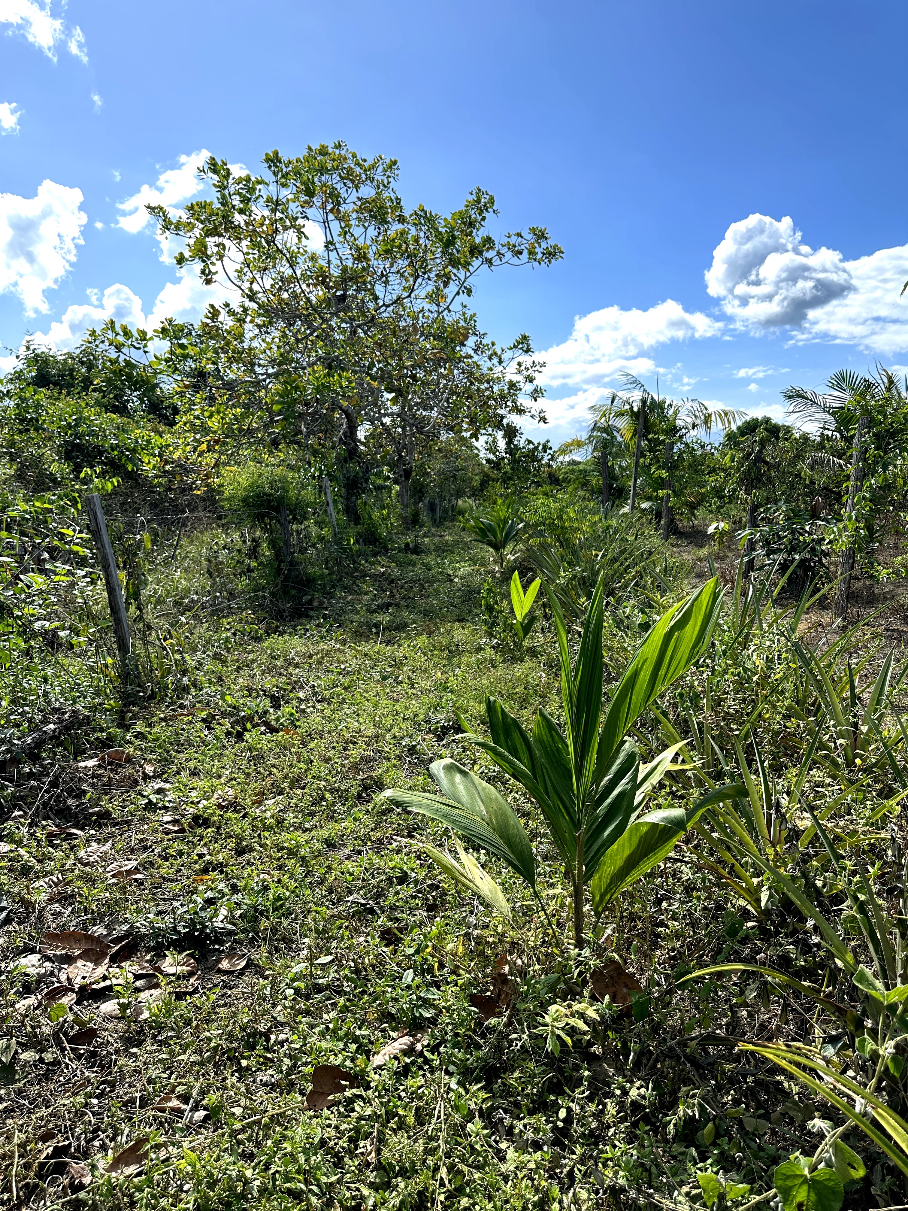 Visita ao município de Ulianópolis em maio de 2023 (Imagem: Armando Ribeiro/Imazon)