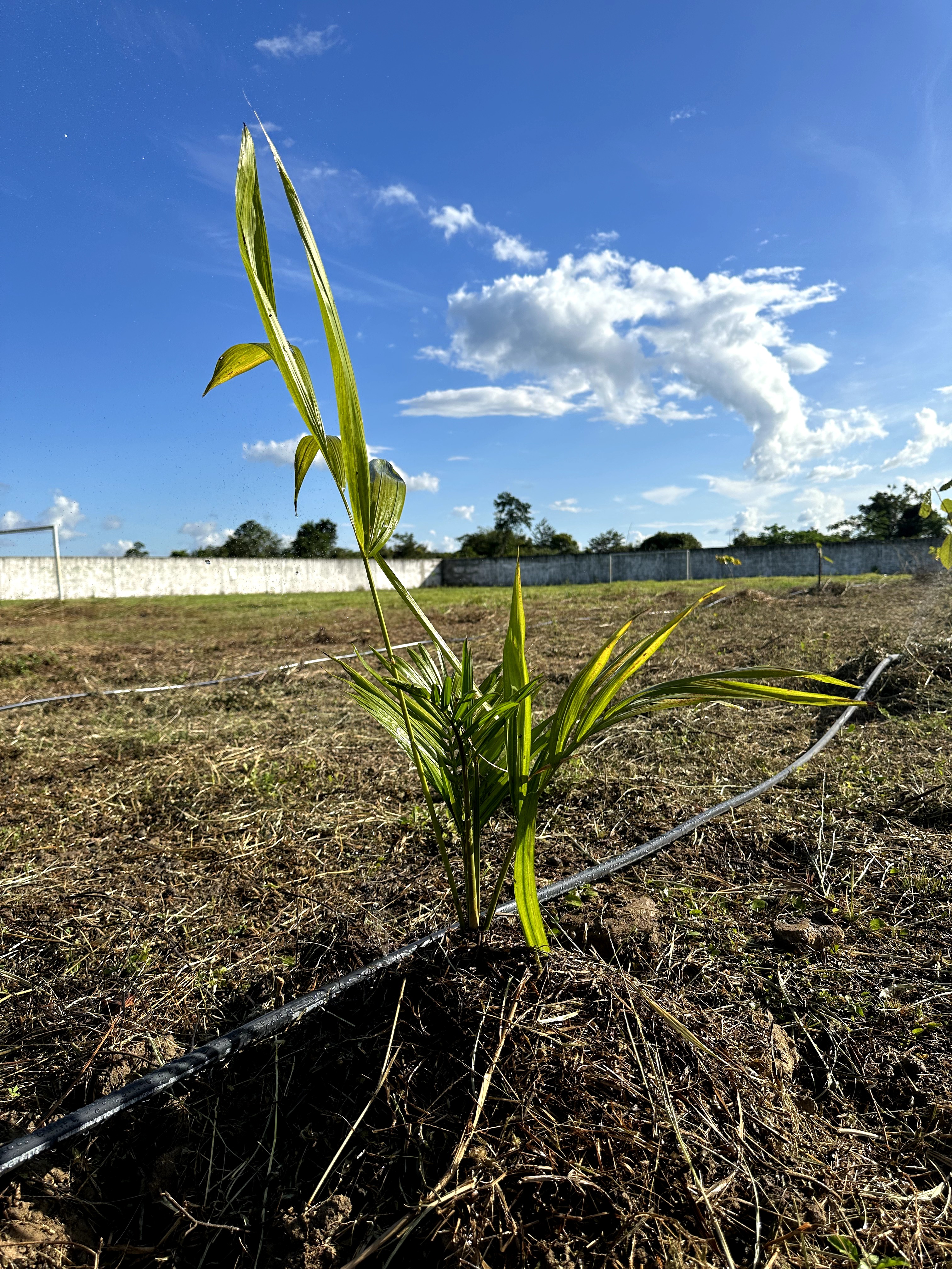 Visita ao município de Ulianópolis em maio de 2023 (Imagem: Armando Ribeiro/Imazon)