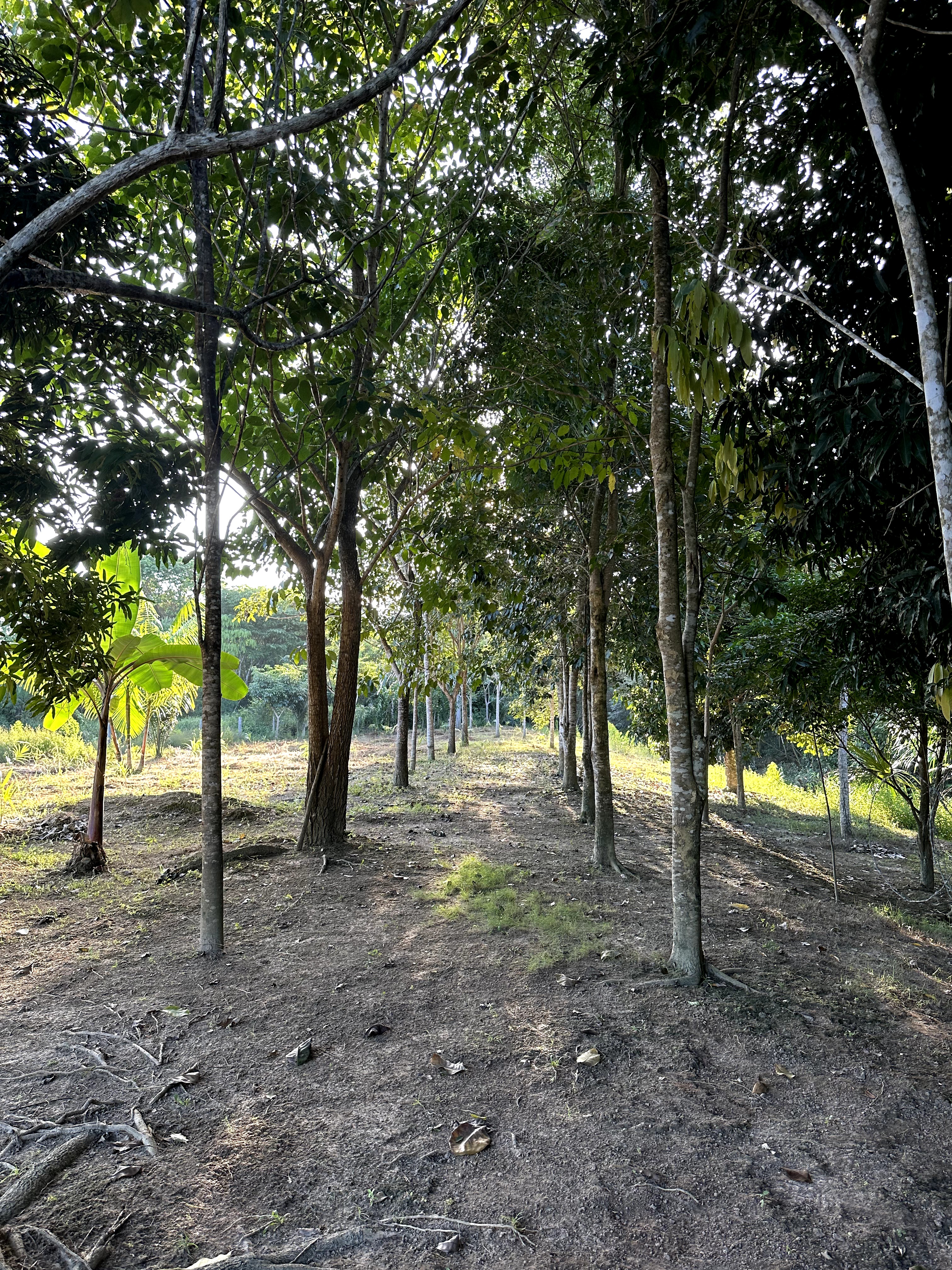 Visita ao município de Ulianópolis em maio de 2023 (Imagem: Armando Ribeiro/Imazon)