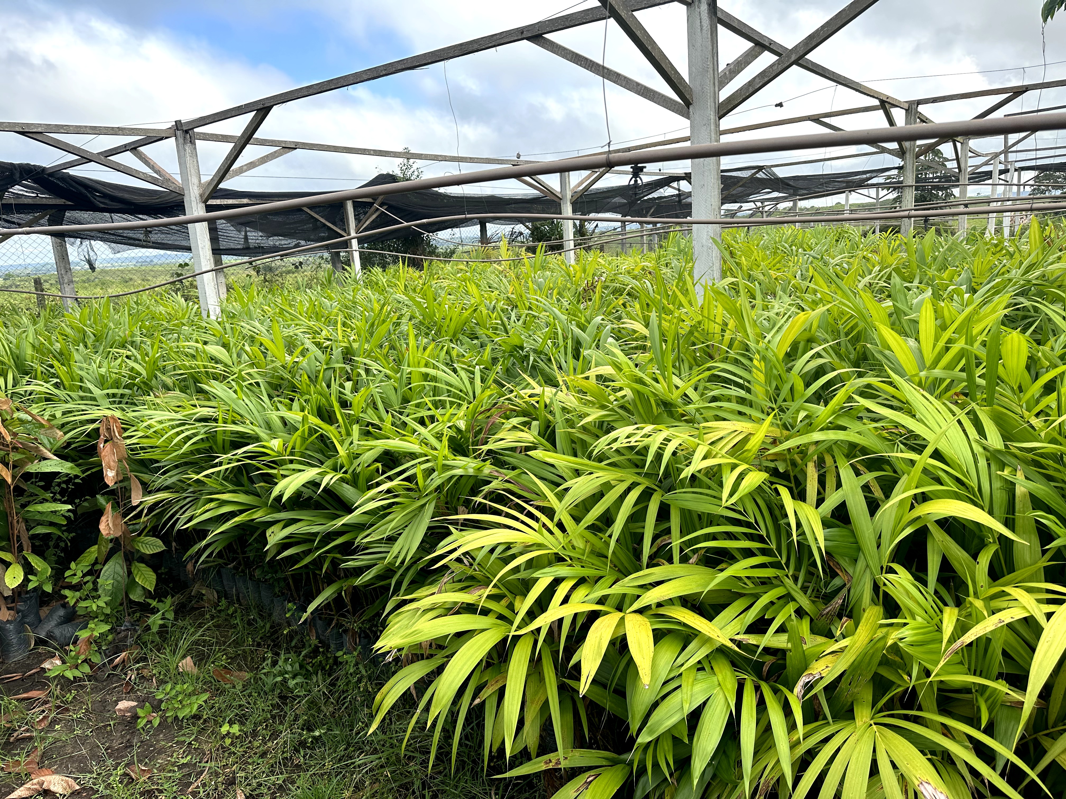 Visita ao município de Ulianópolis em maio de 2023 (Imagem: Armando Ribeiro/Imazon)