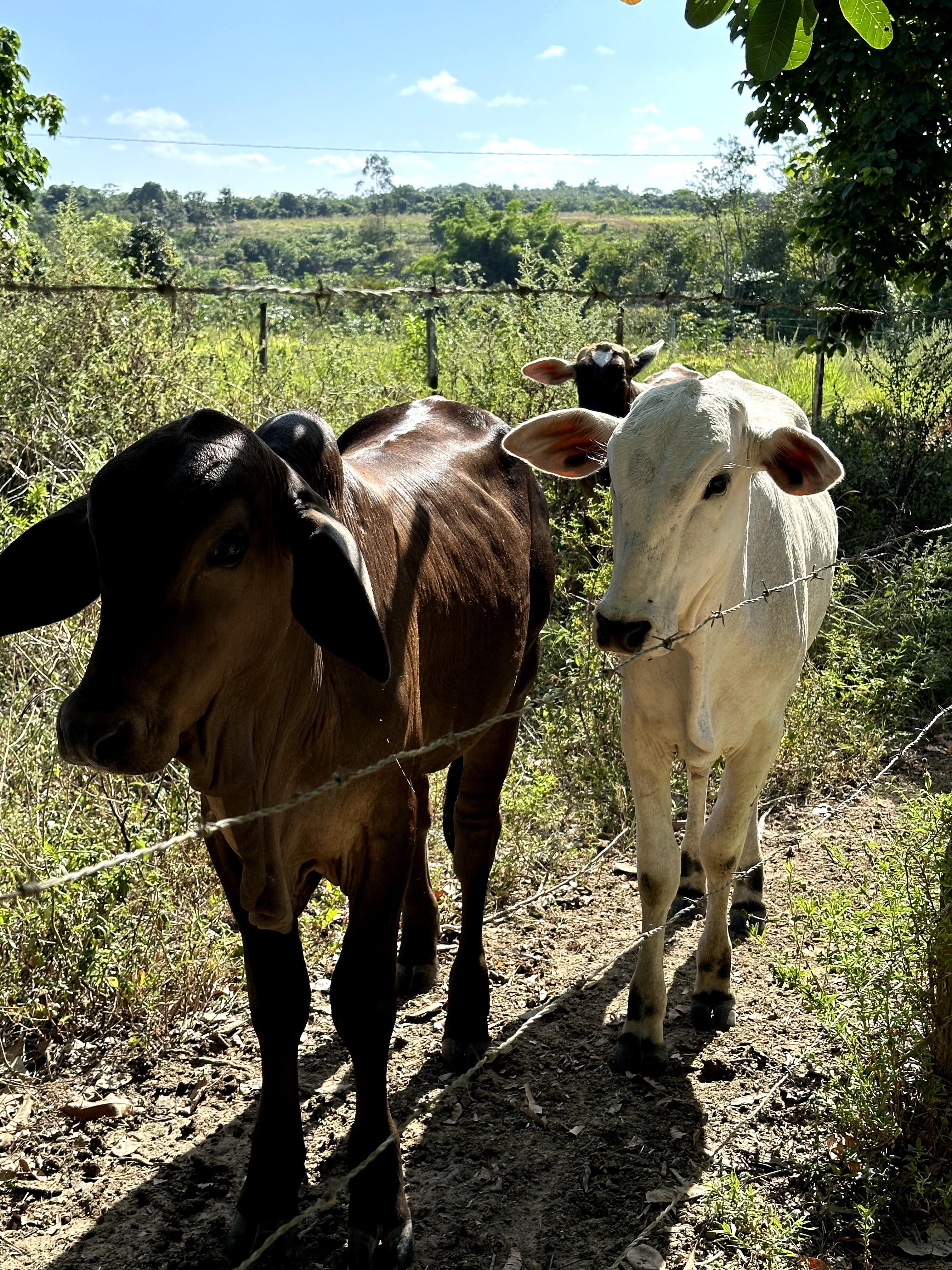 Visita ao município de Ulianópolis em julho de 2023 (Imagem: Fernanda da Costa/Imazon)
