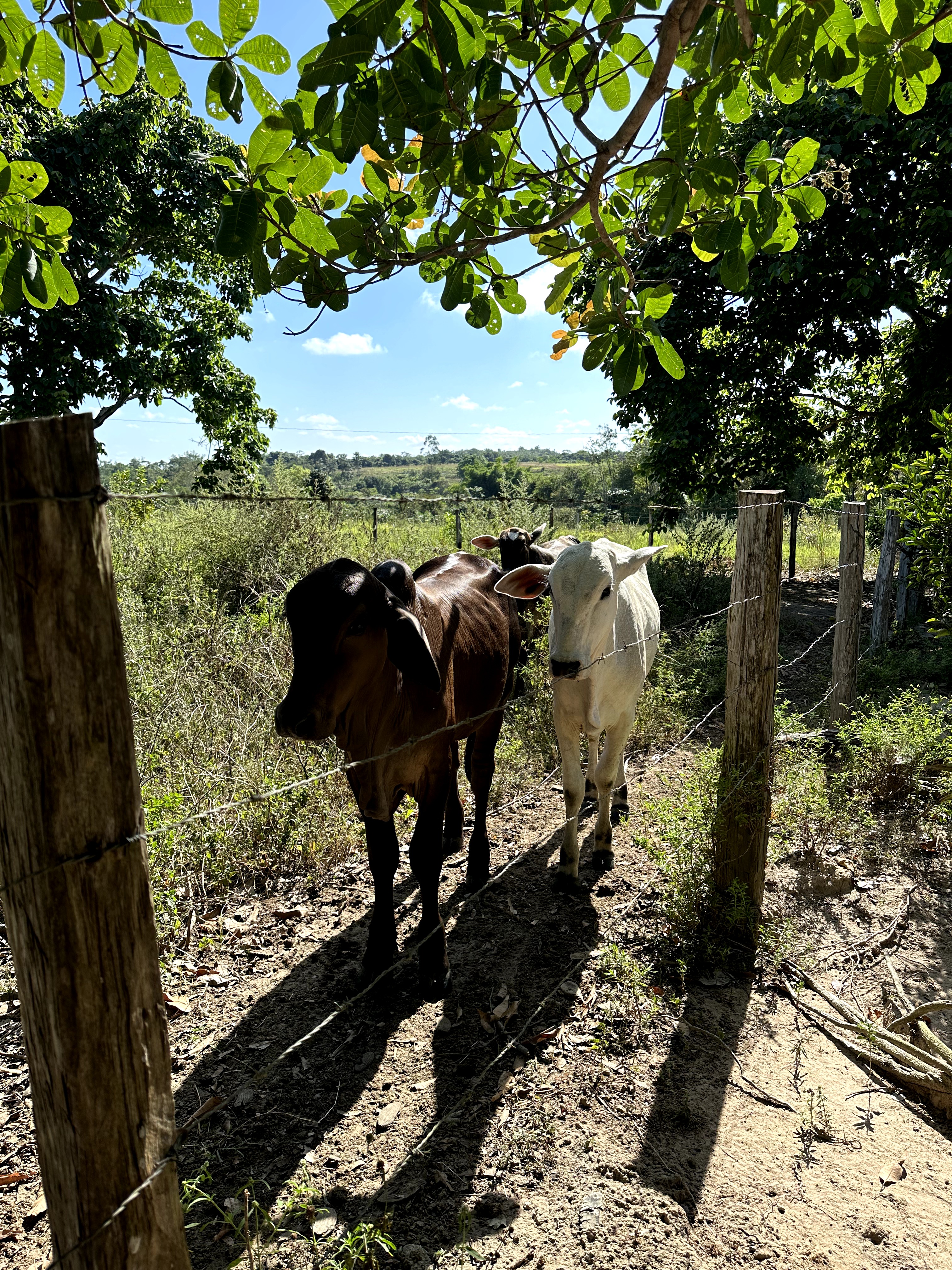 Visita ao município de Ulianópolis em julho de 2023 (Imagem: Fernanda da Costa/Imazon)