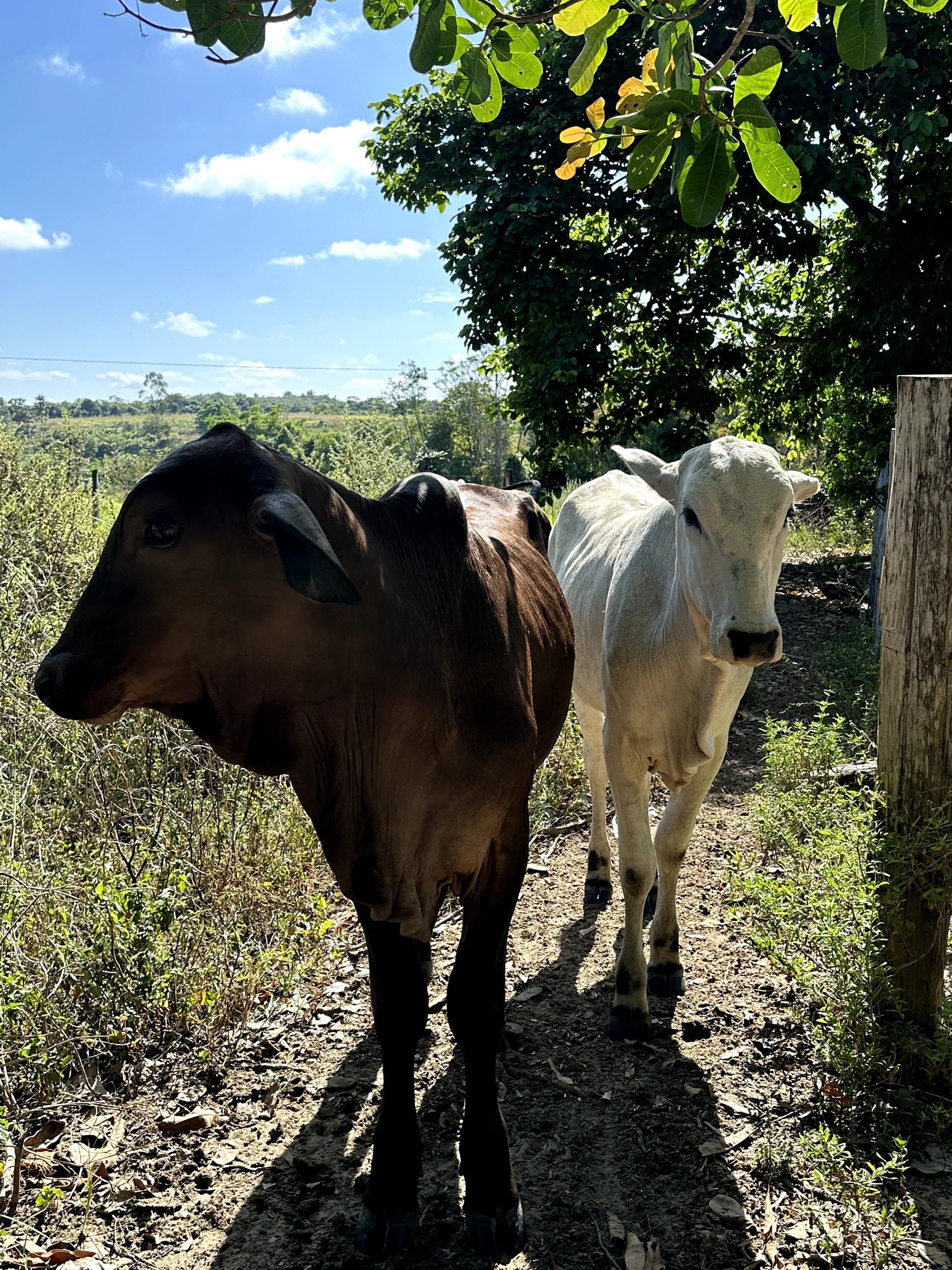 Visita ao município de Ulianópolis em julho de 2023 (Imagem: Fernanda da Costa/Imazon)