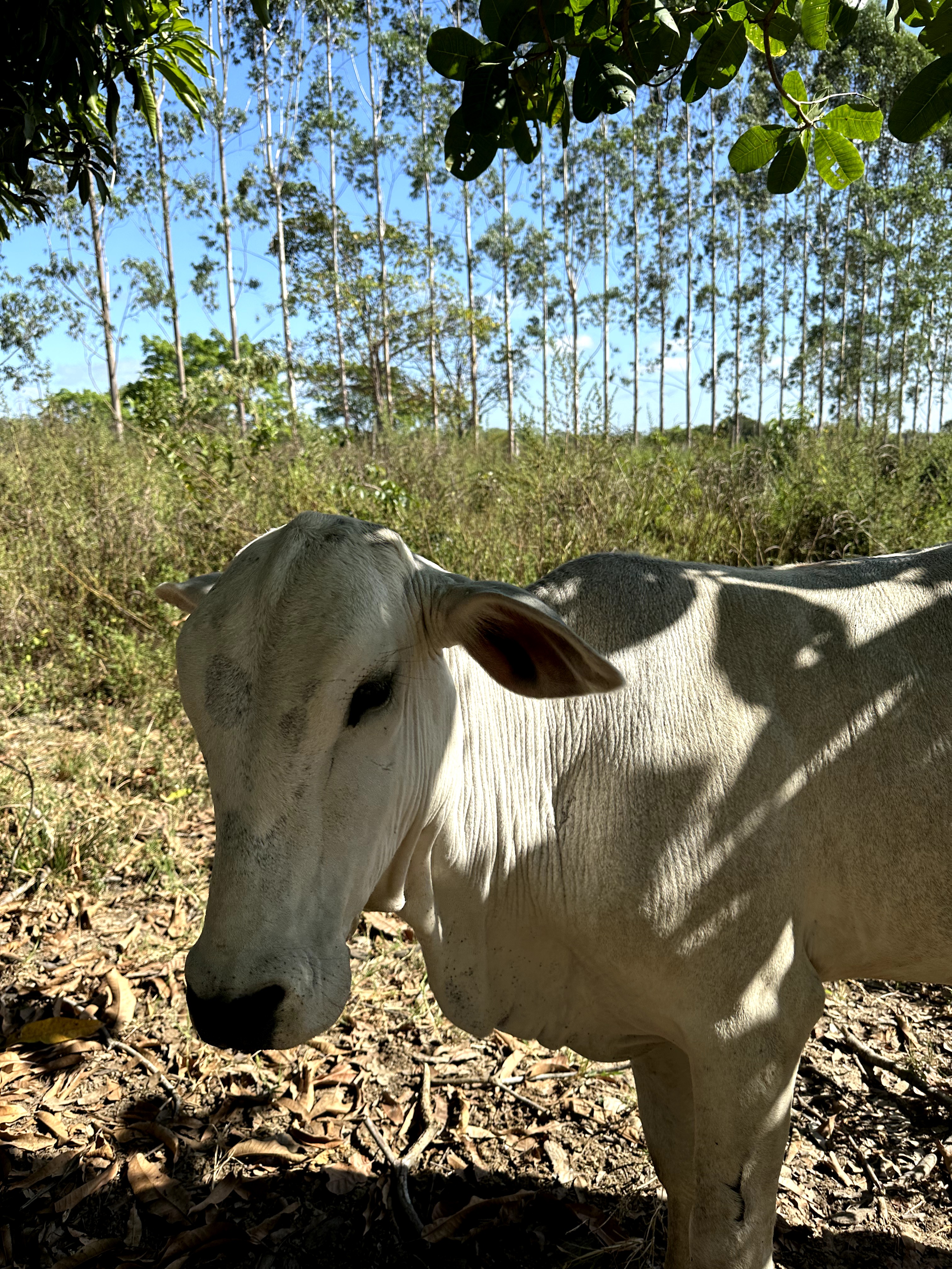 Visita ao município de Ulianópolis em julho de 2023 (Imagem: Fernanda da Costa/Imazon)