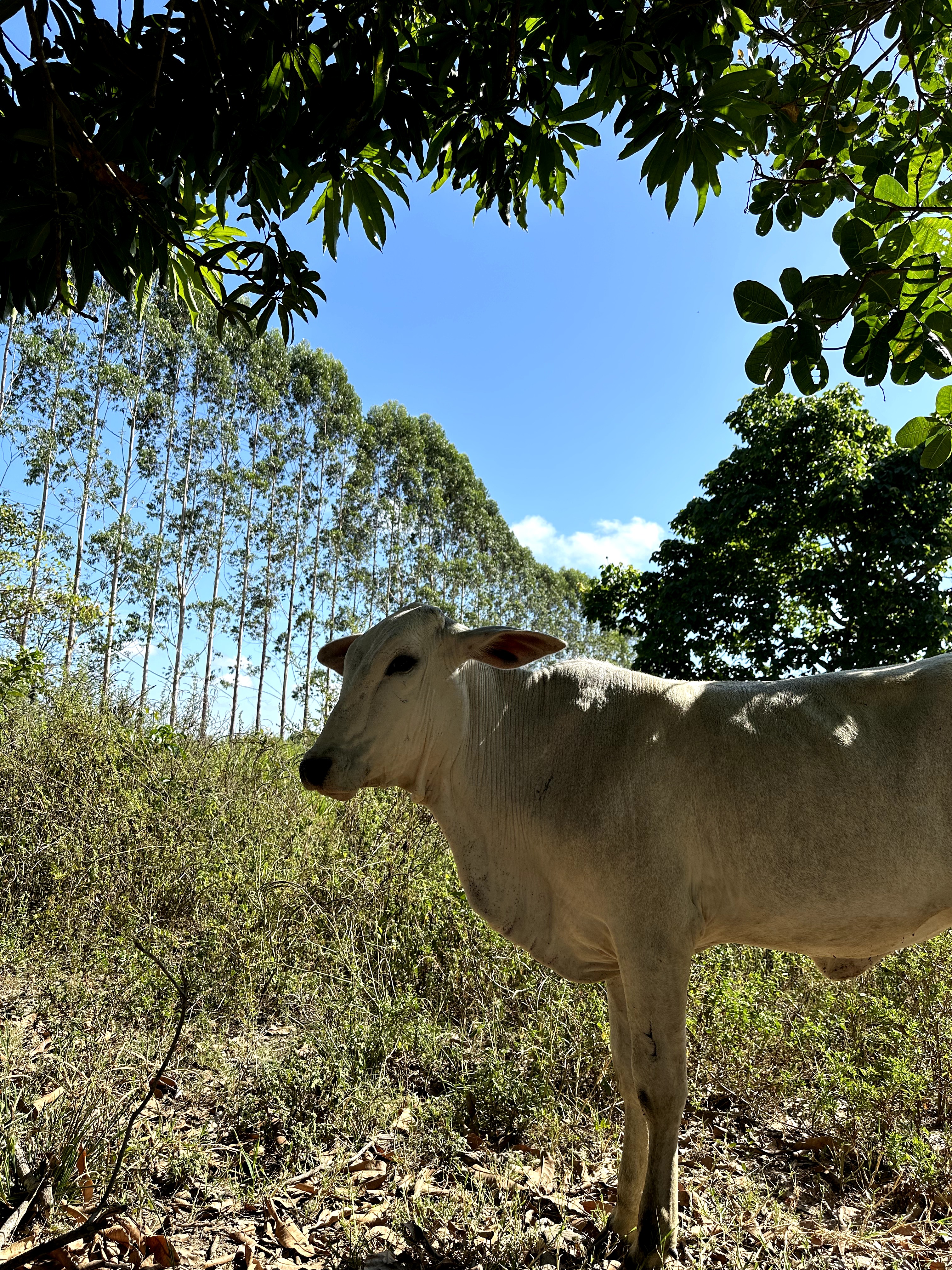 Visita ao município de Ulianópolis em julho de 2023 (Imagem: Fernanda da Costa/Imazon)