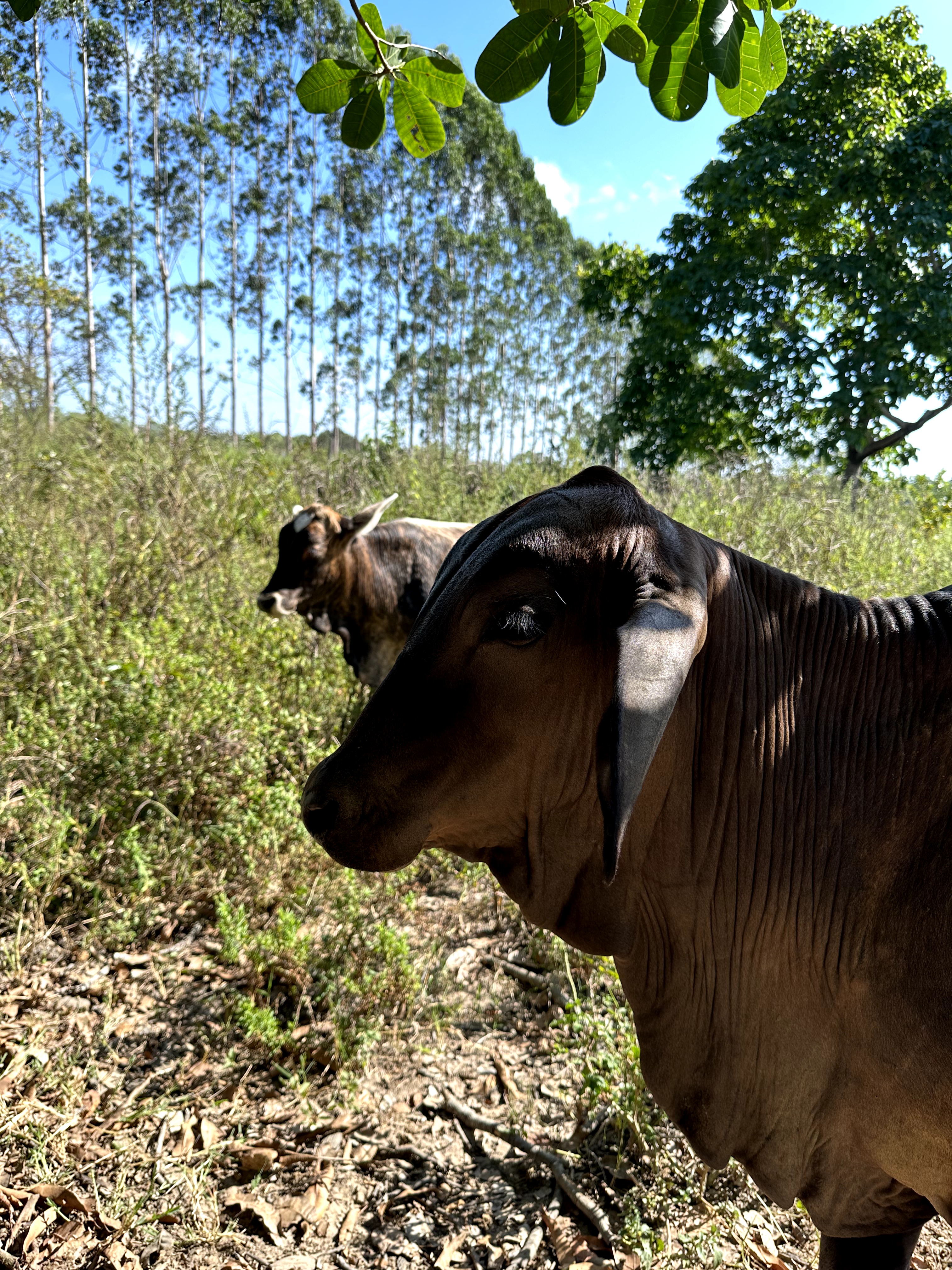 Visita ao município de Ulianópolis em julho de 2023 (Imagem: Fernanda da Costa/Imazon)