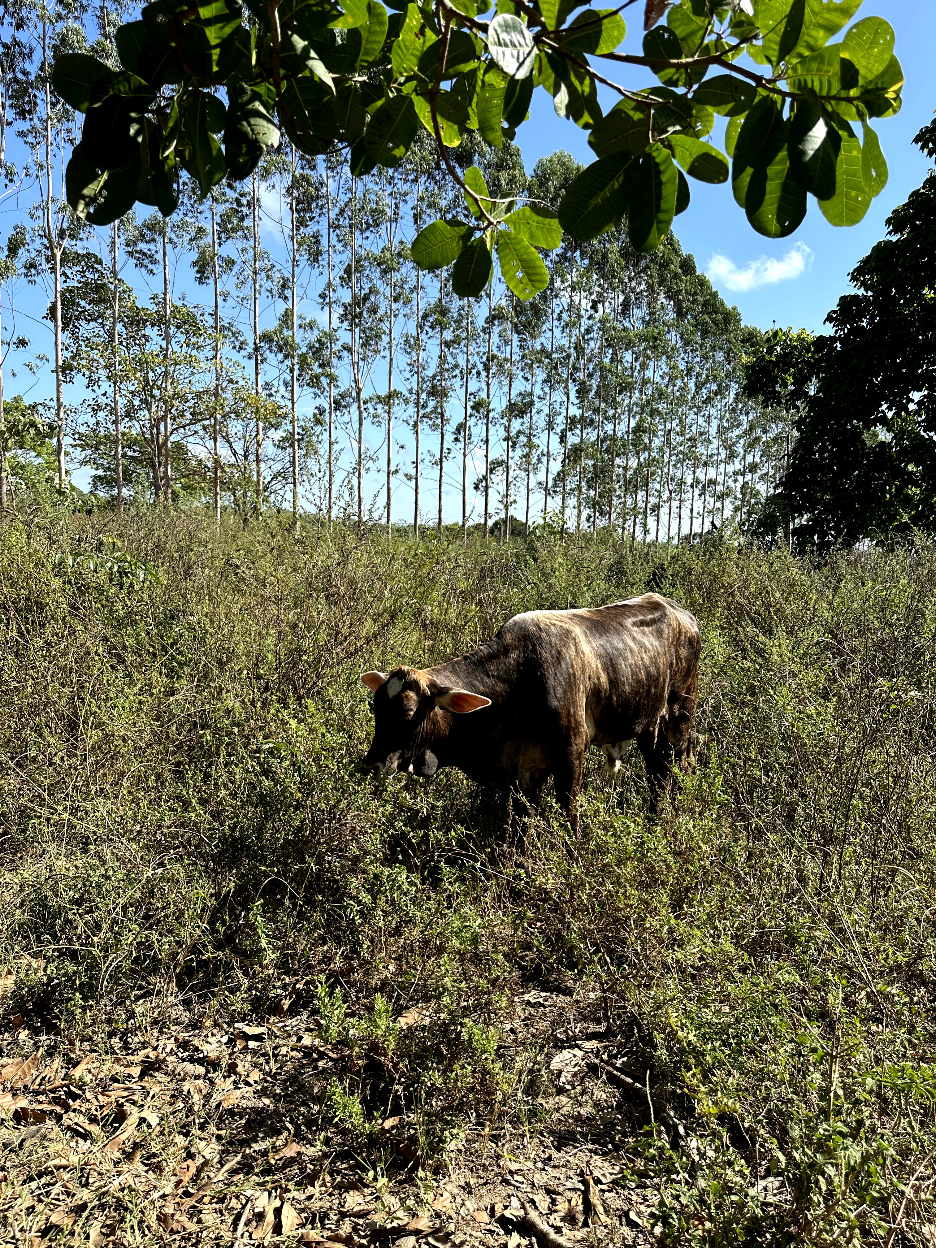 Visita ao município de Ulianópolis em julho de 2023 (Imagem: Fernanda da Costa/Imazon)