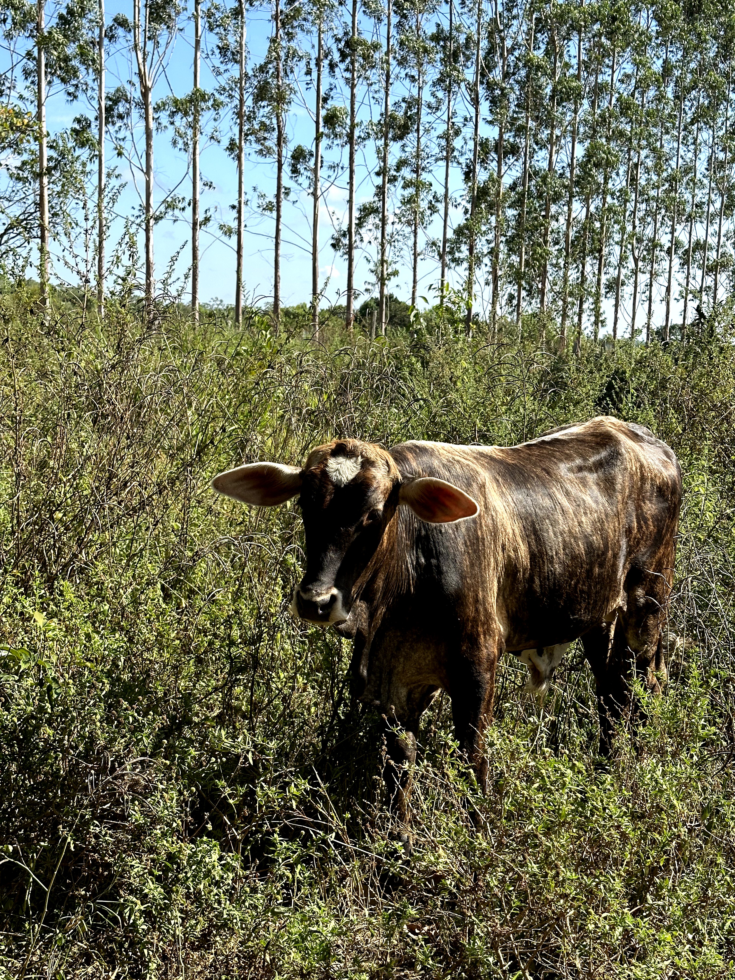 Visita ao município de Ulianópolis em julho de 2023 (Imagem: Fernanda da Costa/Imazon)