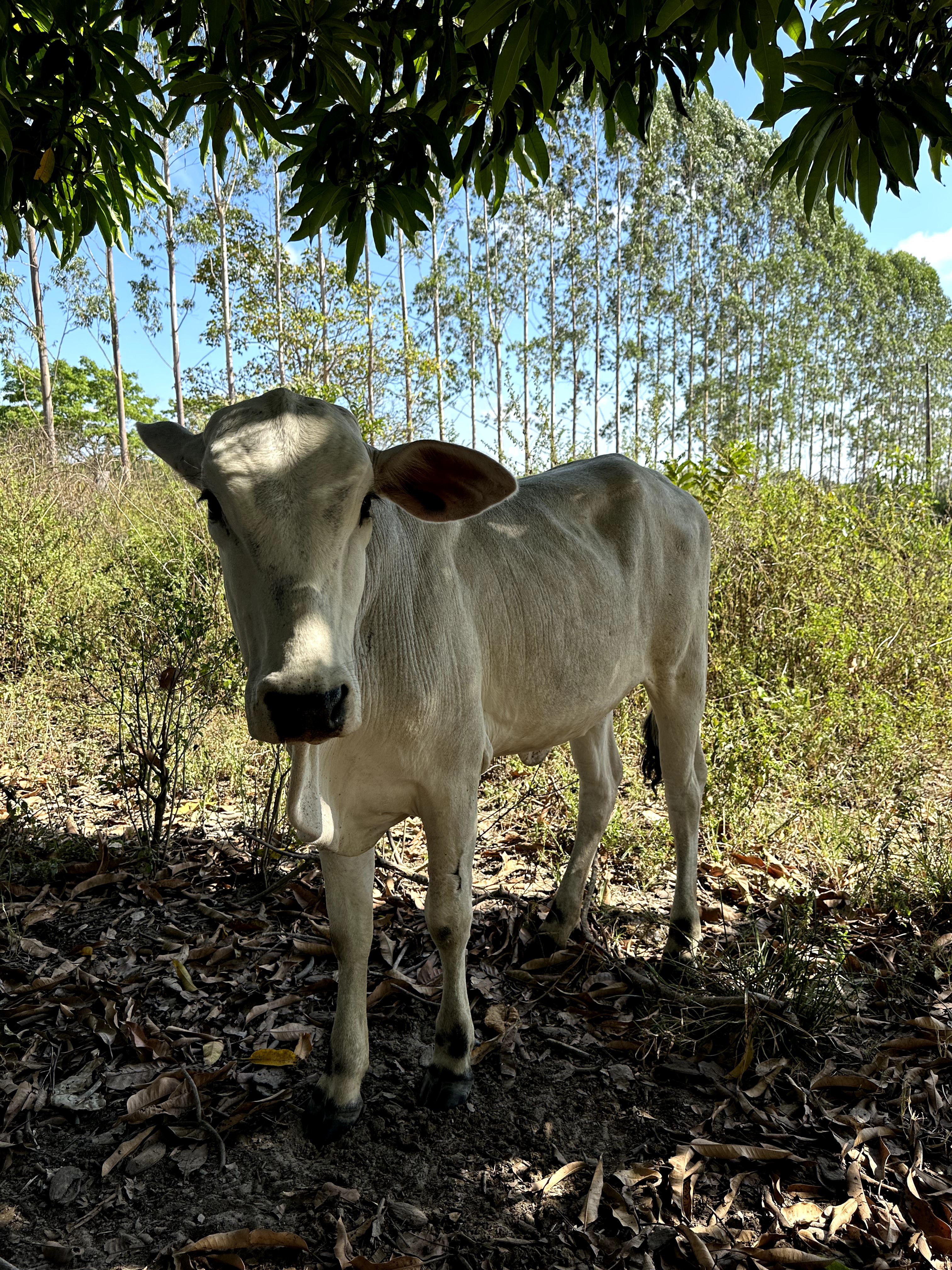Visita ao município de Ulianópolis em julho de 2023 (Imagem: Fernanda da Costa/Imazon)