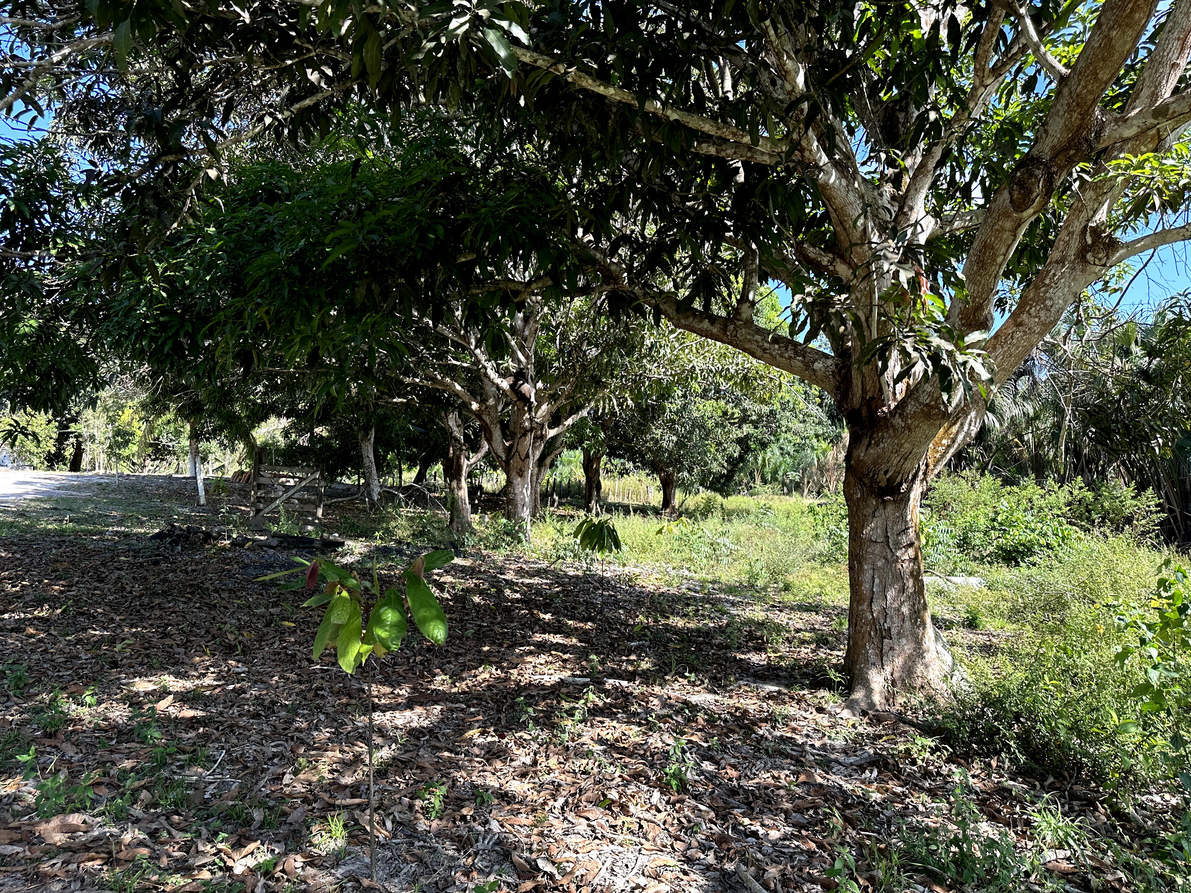 Visita ao município de Ulianópolis em julho de 2023 (Imagem: Fernanda da Costa/Imazon)