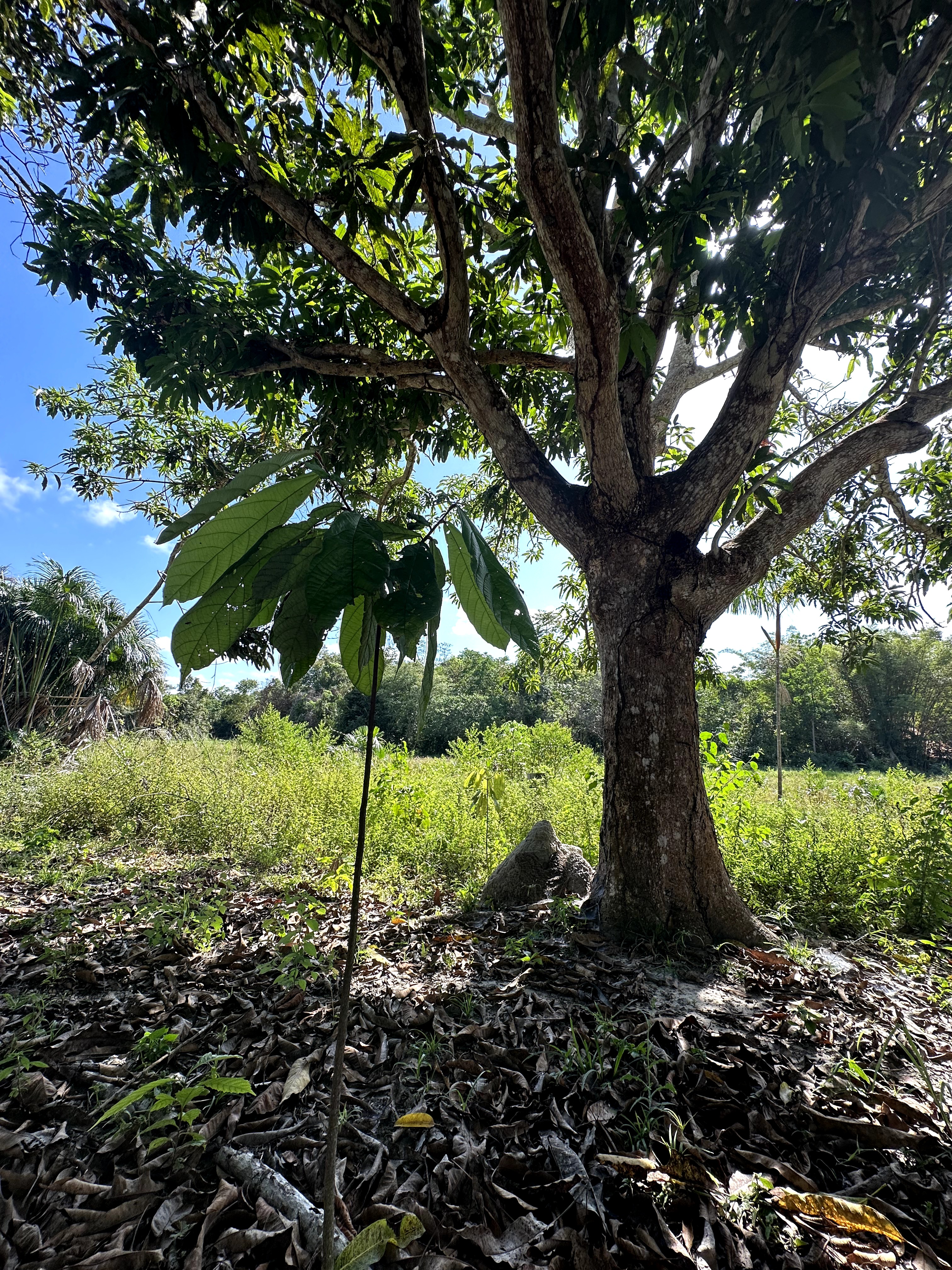 Visita ao município de Ulianópolis em julho de 2023 (Imagem: Fernanda da Costa/Imazon)