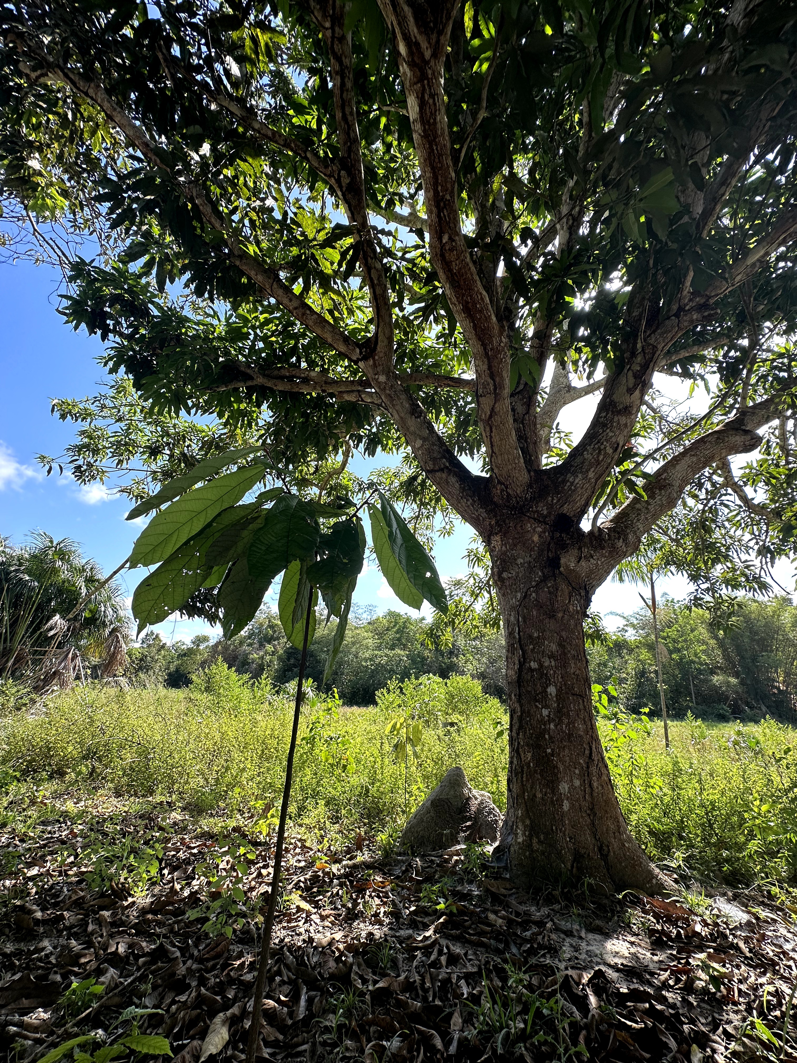 Visita ao município de Ulianópolis em julho de 2023 (Imagem: Fernanda da Costa/Imazon)