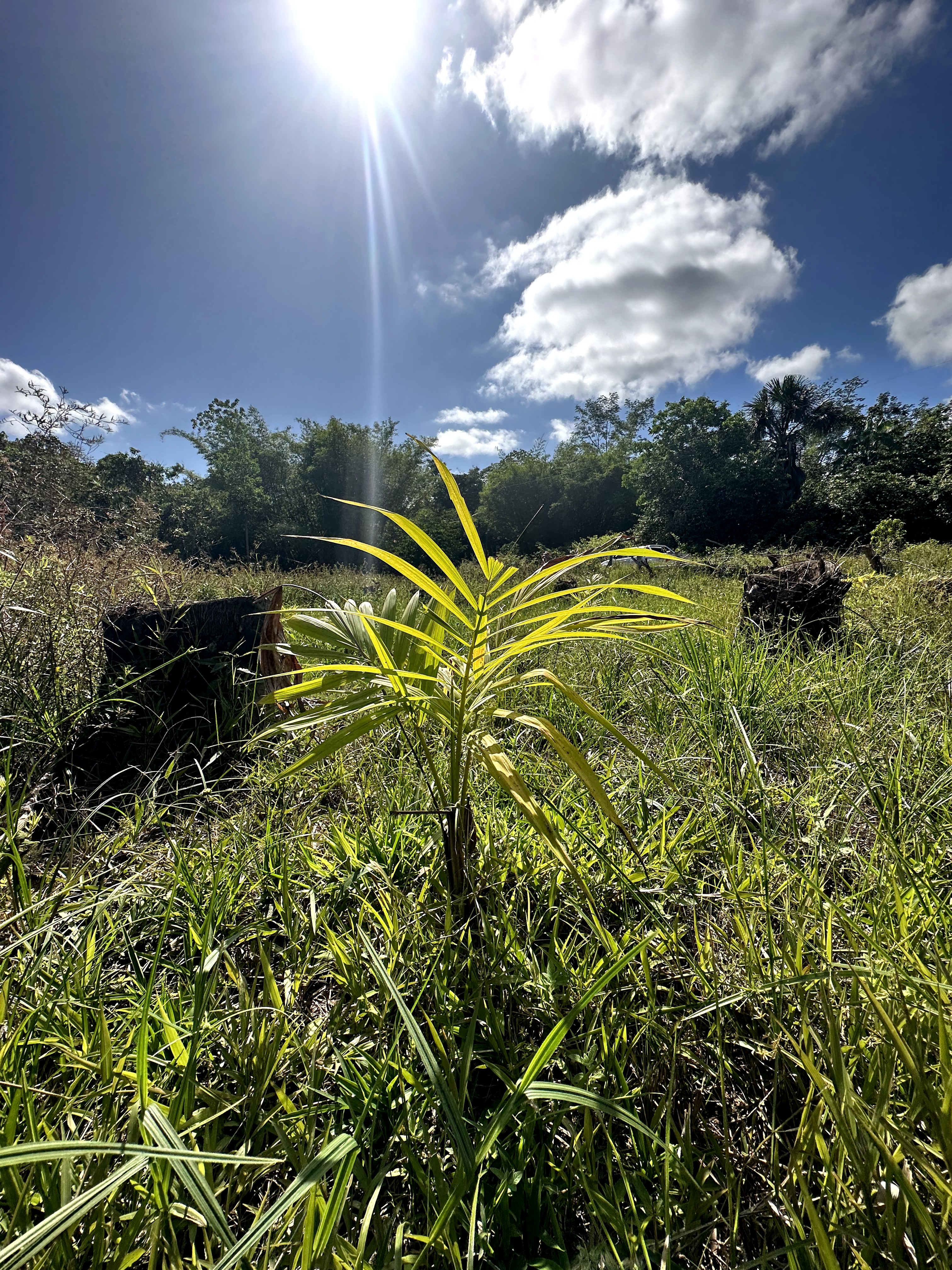 Visita ao município de Ulianópolis em julho de 2023 (Imagem: Fernanda da Costa/Imazon)