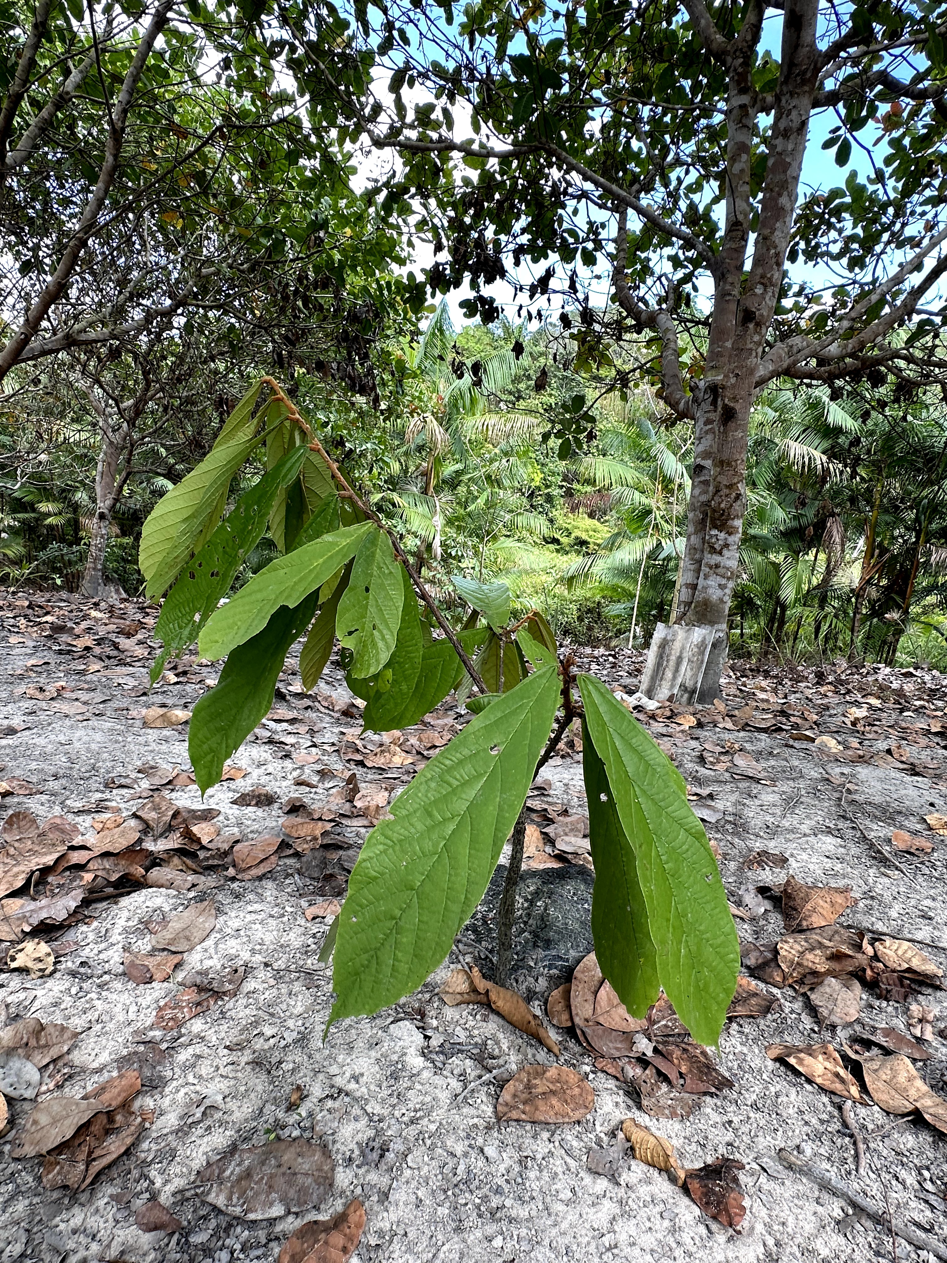 Visita ao município de Ulianópolis em julho de 2023 (Imagem: Fernanda da Costa/Imazon)