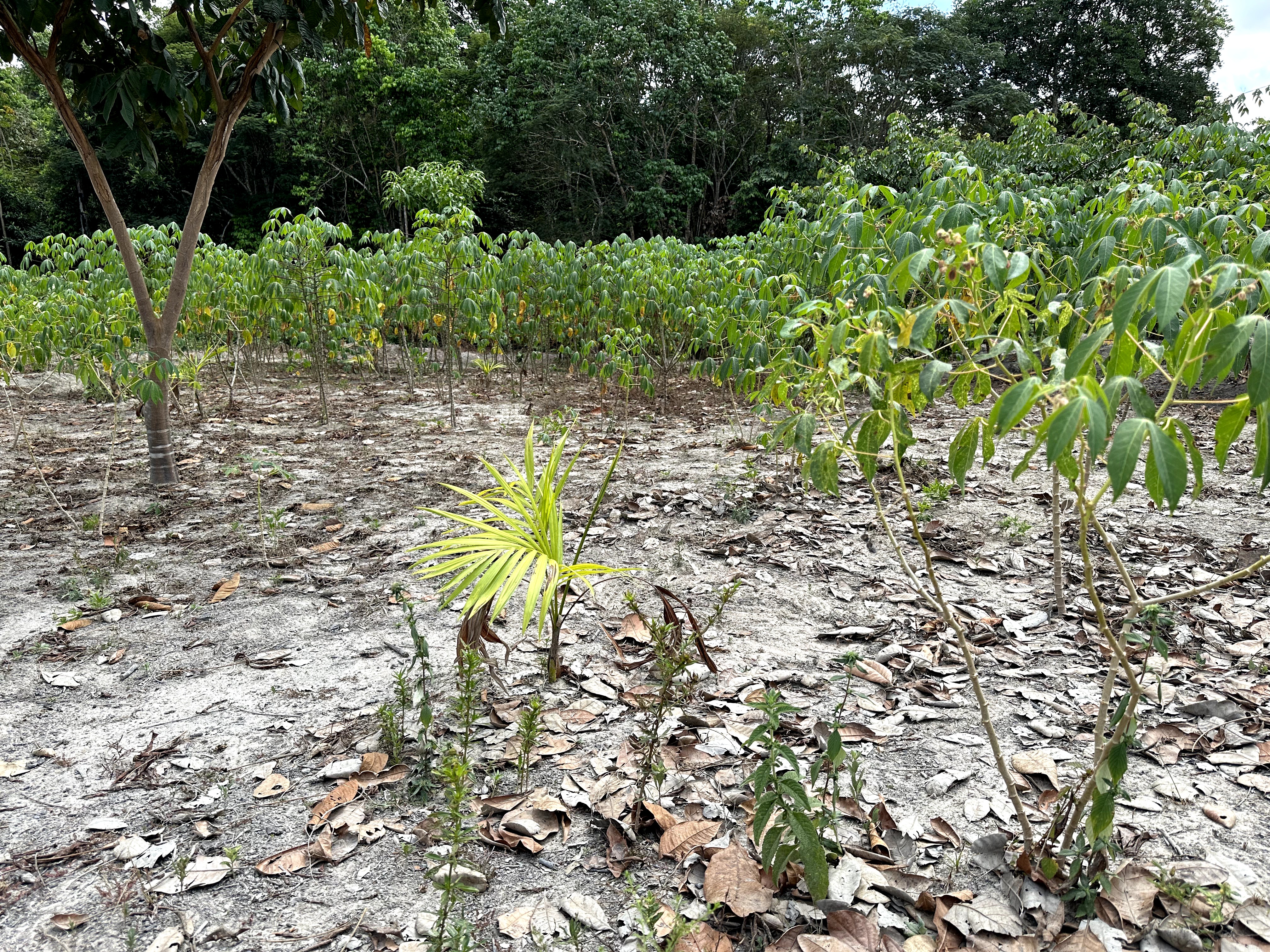 Visita ao município de Ulianópolis em julho de 2023 (Imagem: Fernanda da Costa/Imazon)