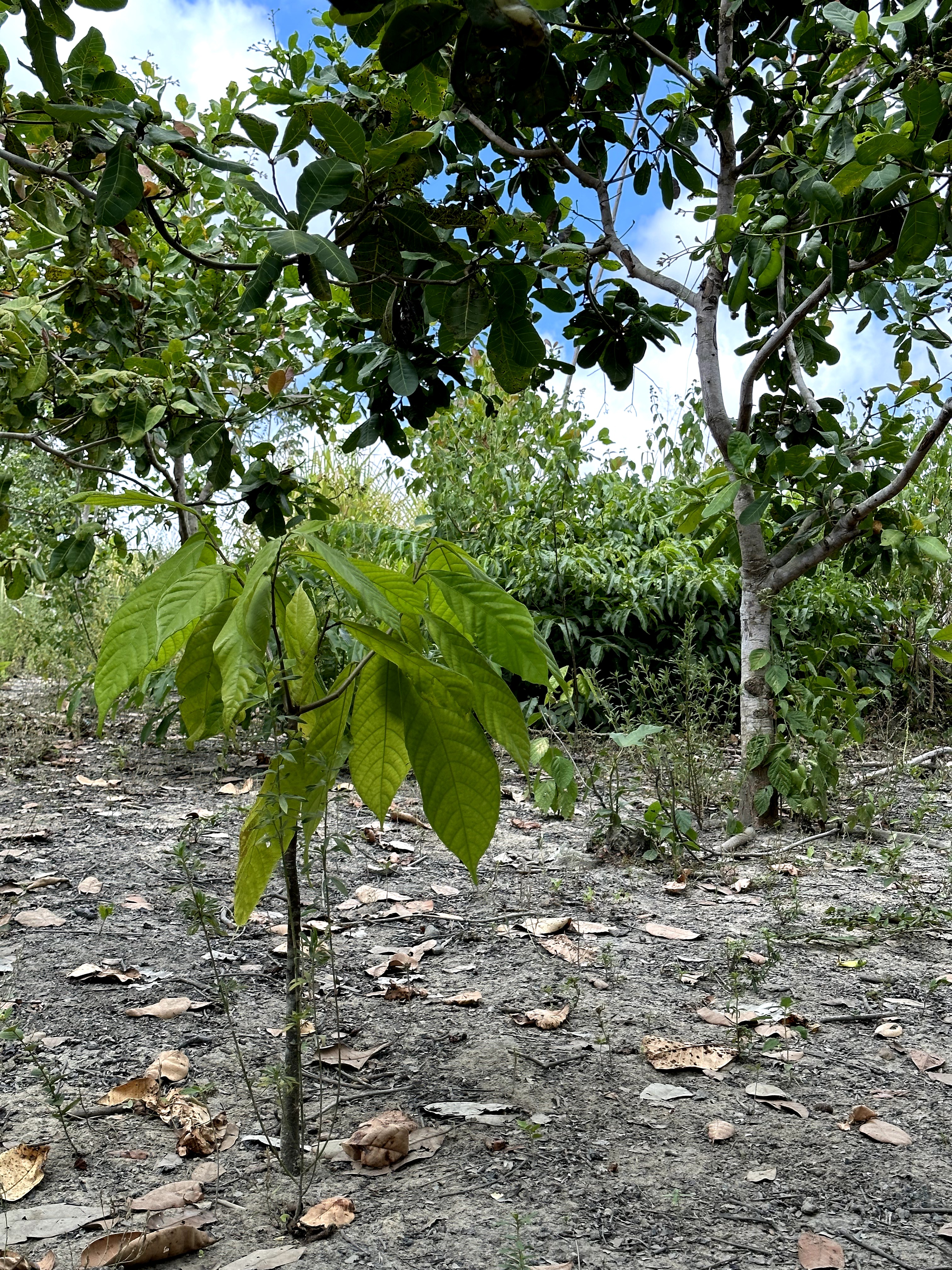 Visita ao município de Ulianópolis em julho de 2023 (Imagem: Fernanda da Costa/Imazon)