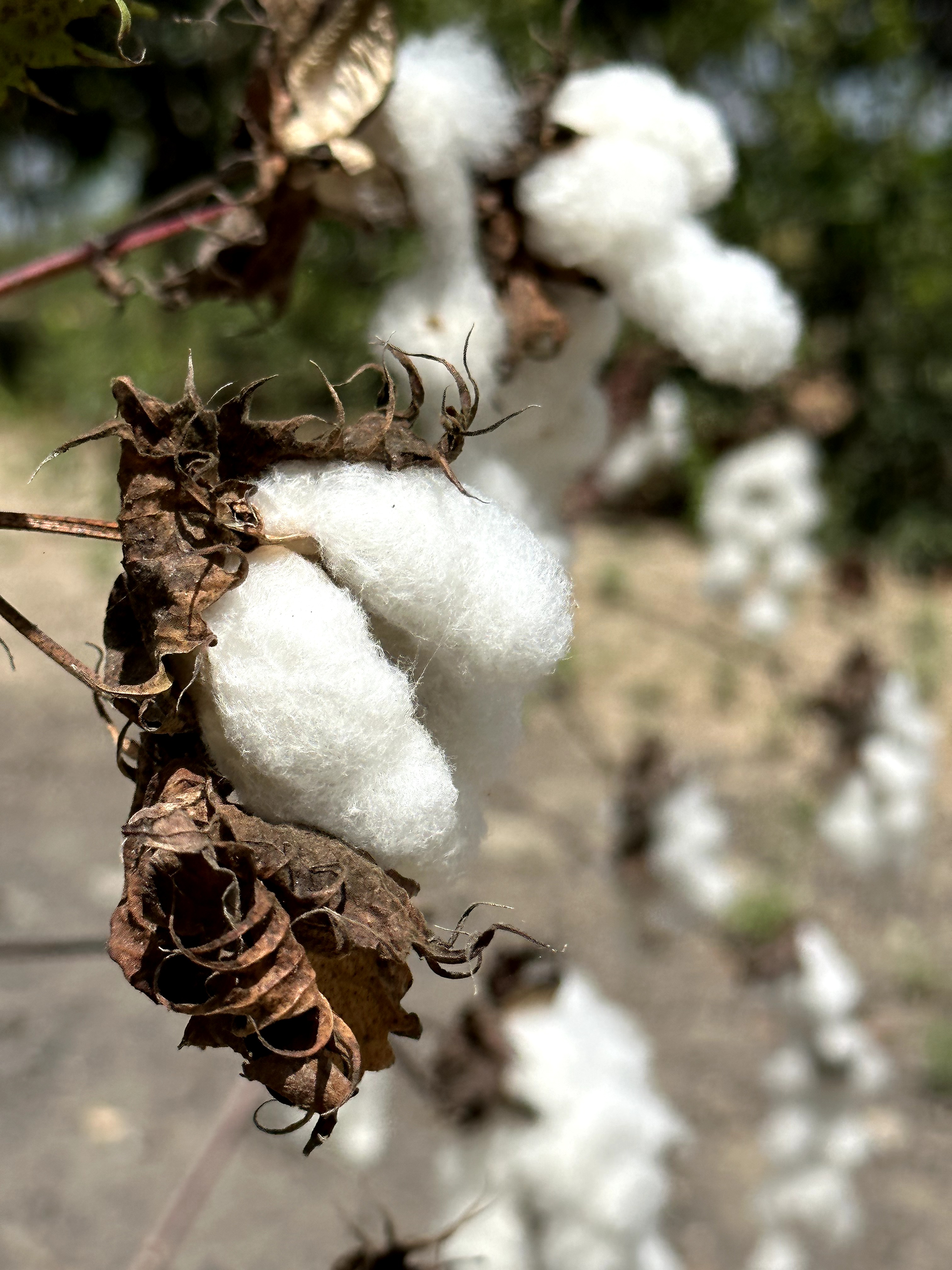 Visita ao município de Ulianópolis em julho de 2023 (Imagem: Fernanda da Costa/Imazon)