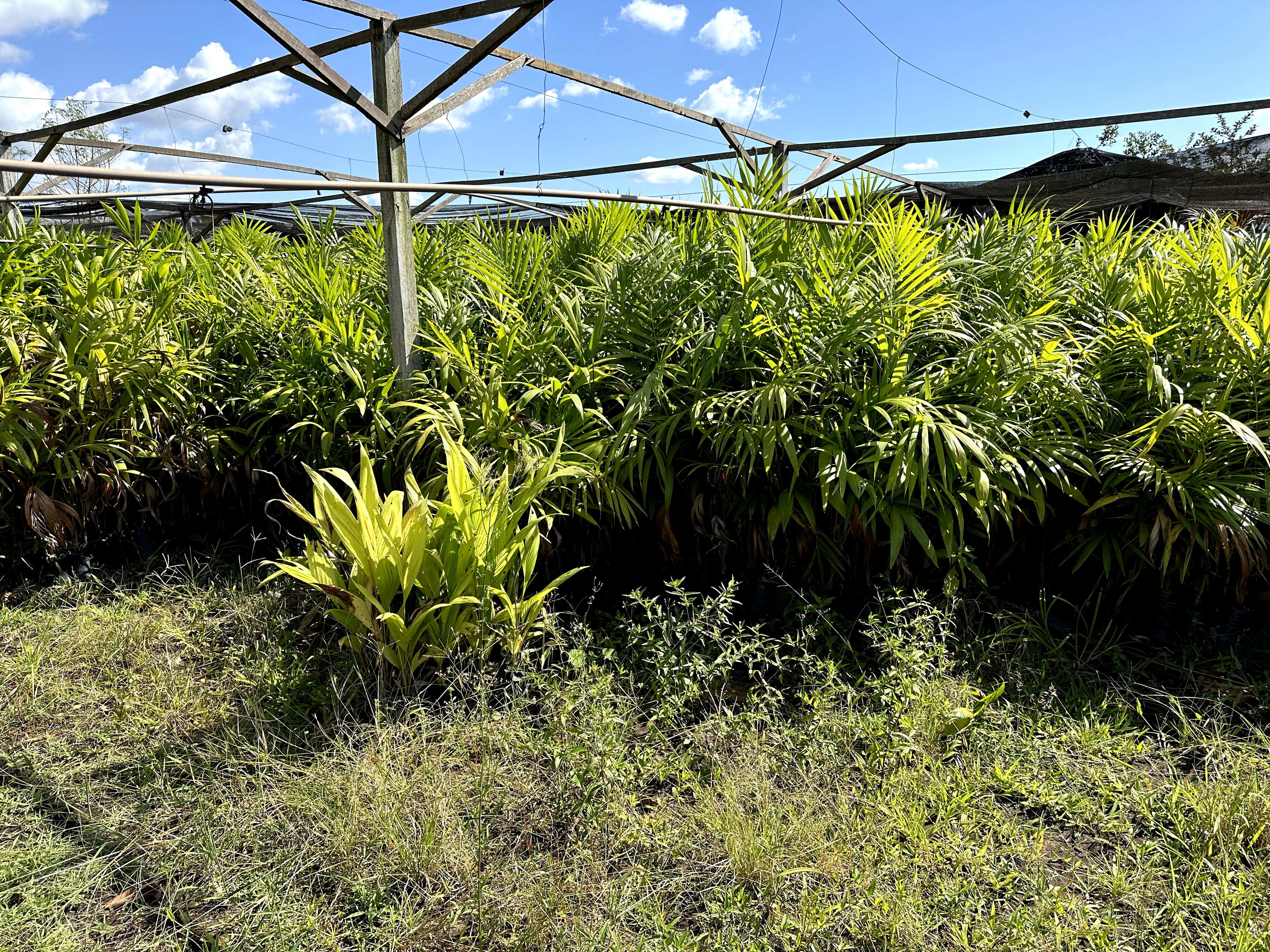 Visita ao município de Ulianópolis em julho de 2023 (Imagem: Fernanda da Costa/Imazon)