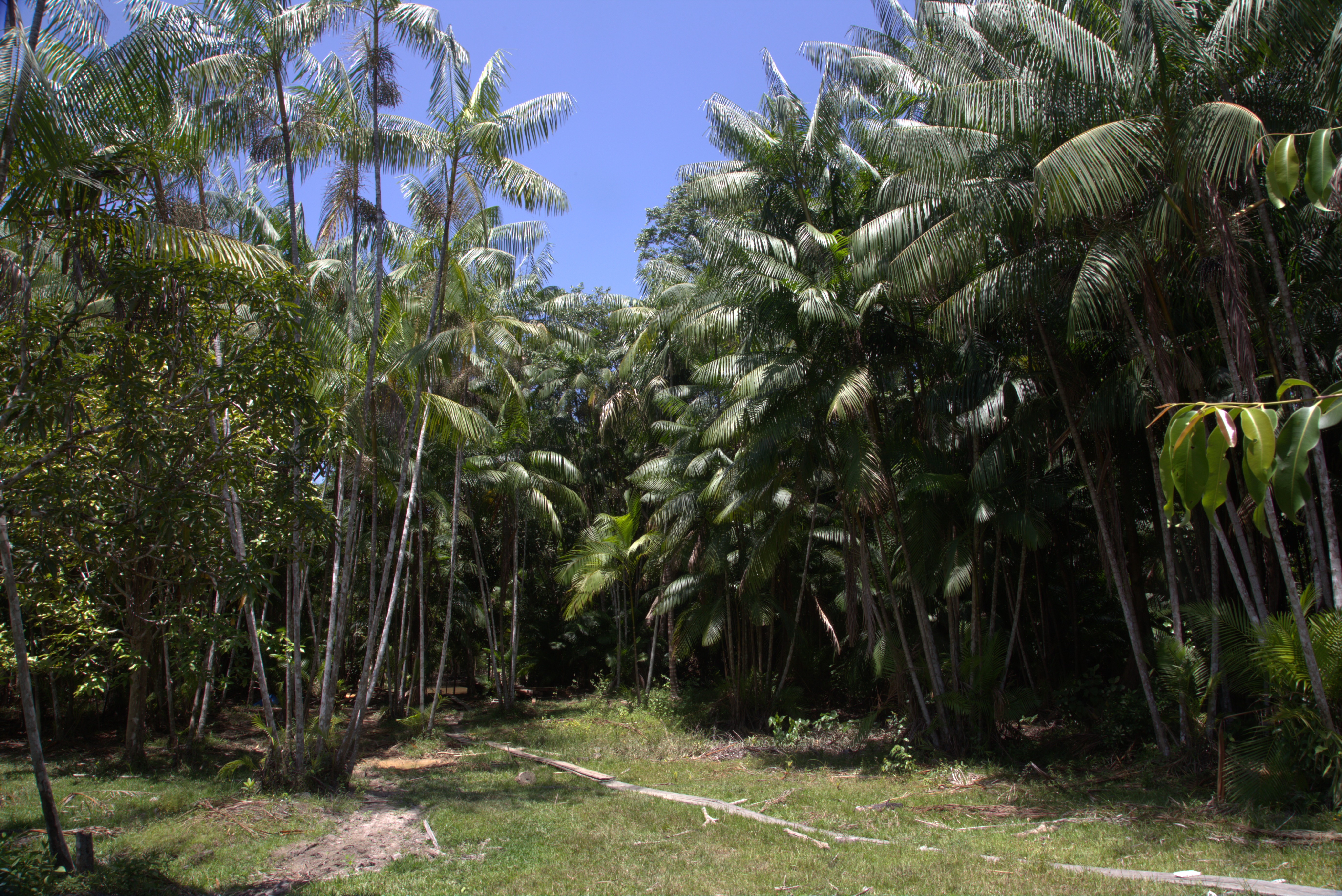 Área de açaizal que está sendo monitorada pelo projeto (Imagem: Armando Ribeiro/Imazon)