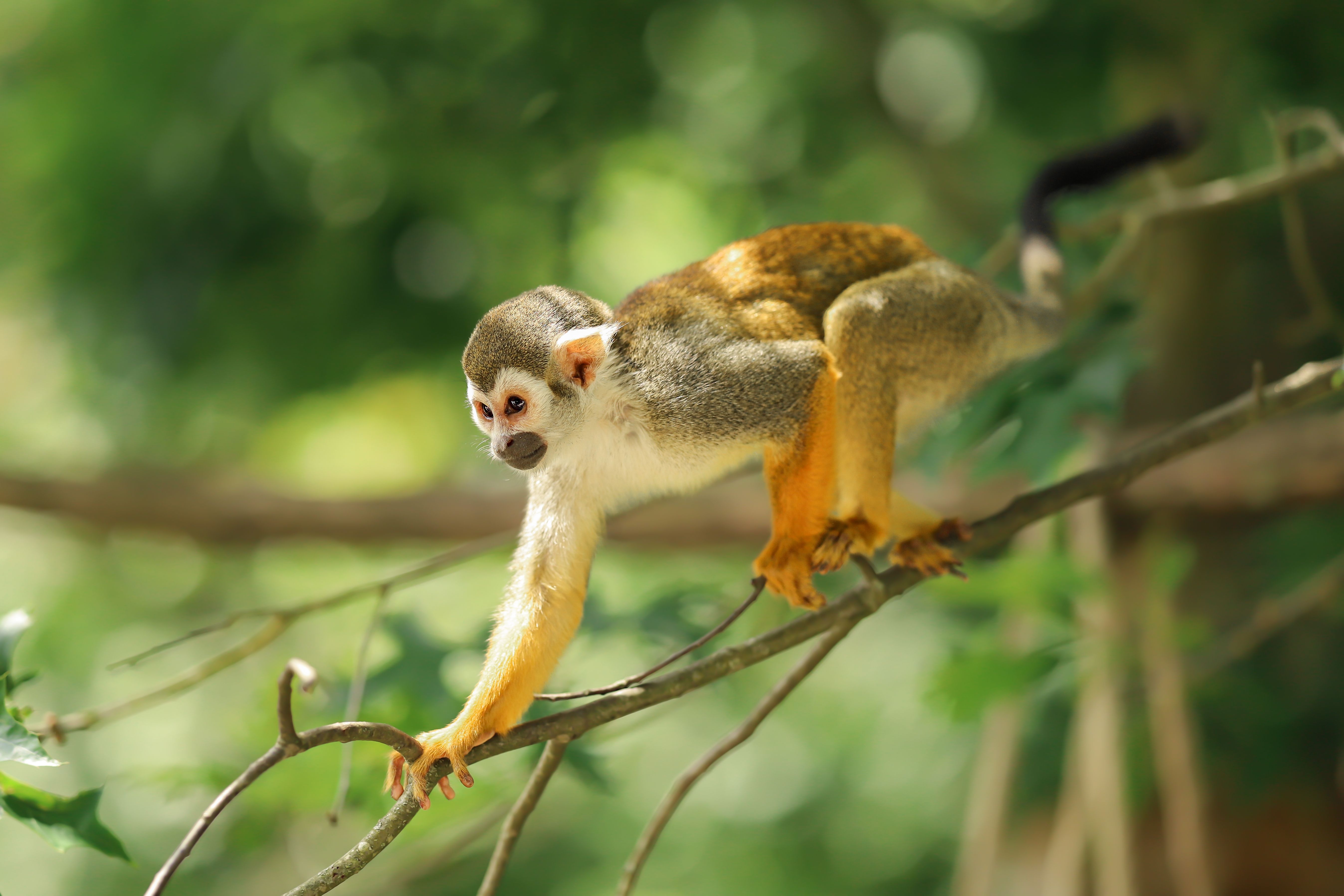 Macaco-de-cheiro na floresta amazônica. (Foto: Lea Levers/Pexels)