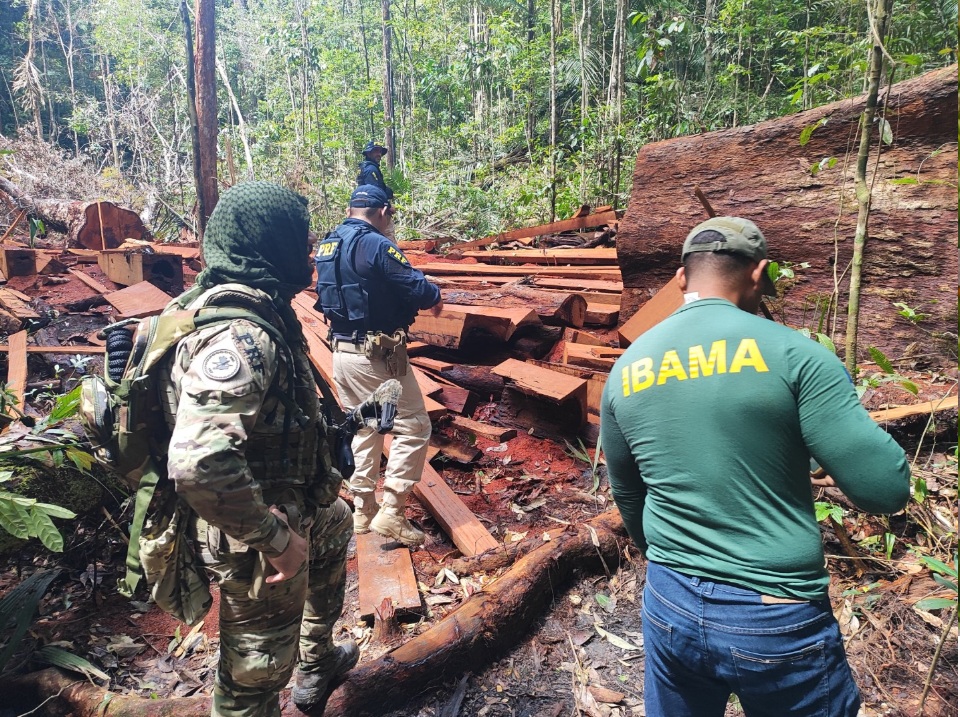 Madeira apreendida pela Polícia Rodoviária Federal (PRF) e pelo Ibama em 2025, no Amapá (Foto: PRF/Divulgação)