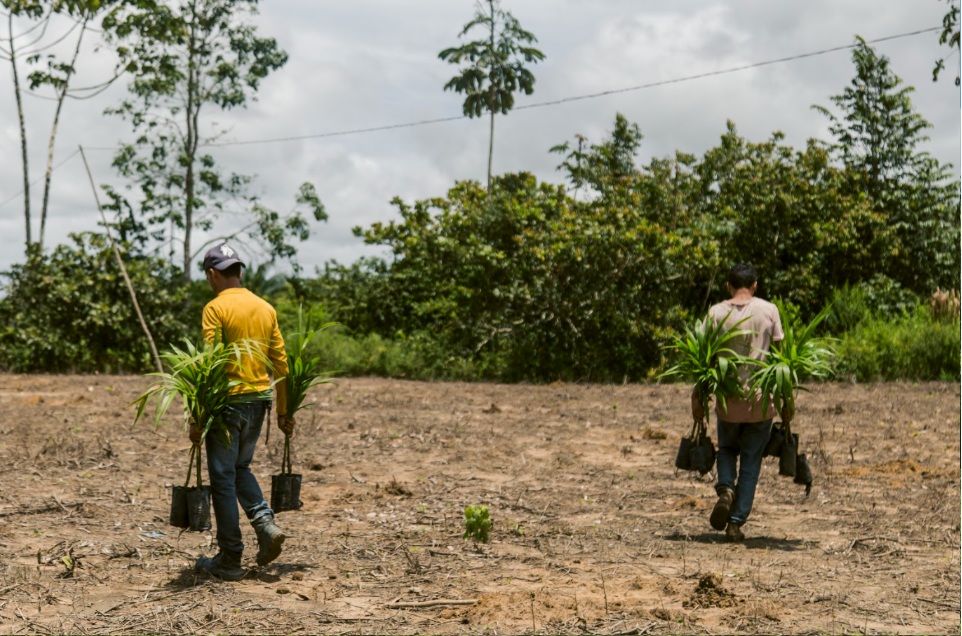 Mudas plantadas em área desmatada no Pará (Foto: Vitória Leona/Imazon)