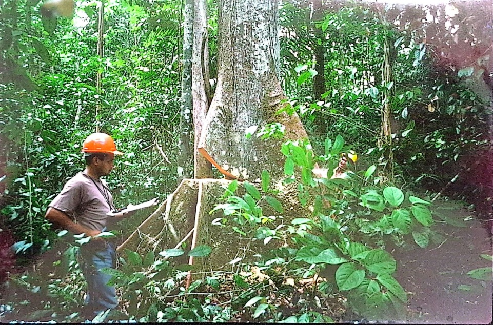 Pesquisadores passaram anos documentando a extração de madeira na Amazônia (Foto: Arquivo Imazon)