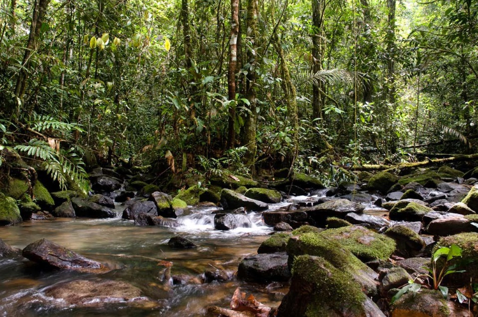 Reserva Biológica (Rebio) Maicuru foi uma das UCs que teve plano de manejo criado pelo Imazon (Foto: Ideflor-Bio)